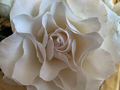 Rosemary Elaine Harris-Weissgerber